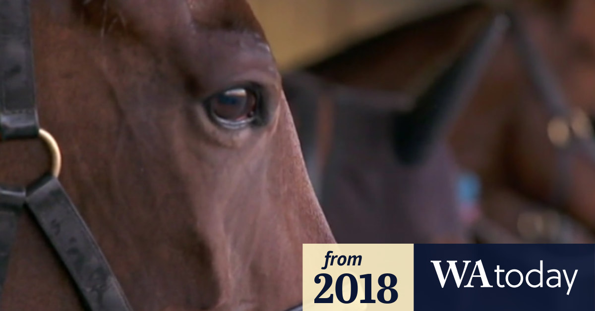 Video Horse trainers, stablehands found guilty of doping charges